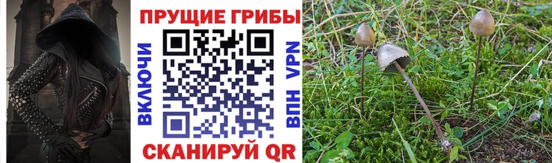 Купить  Зерноград  Галлюциногенные грибы Magic Shrooms 
